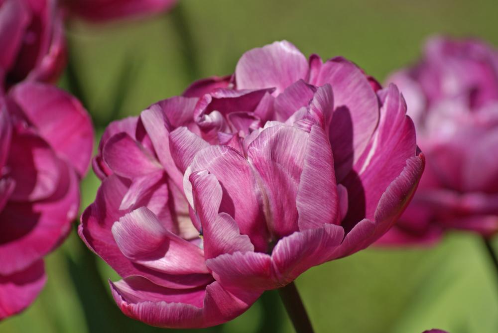 Blue Diamond tulips with large lilac‑blue double blooms on tall stems.