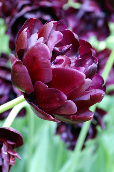 Black Hero tulips with near‑black double blooms on 18‑inch stems.