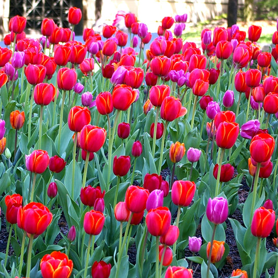 Sangria Tulip Blend featuring bright red, dark crimson, and violet tulips, 12 to 22 inches tall, blooming from mid to late spring.