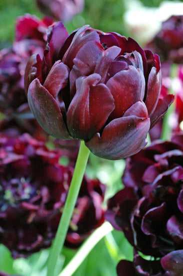 Black Hero tulips with near‑black double blooms on 18‑inch stems.