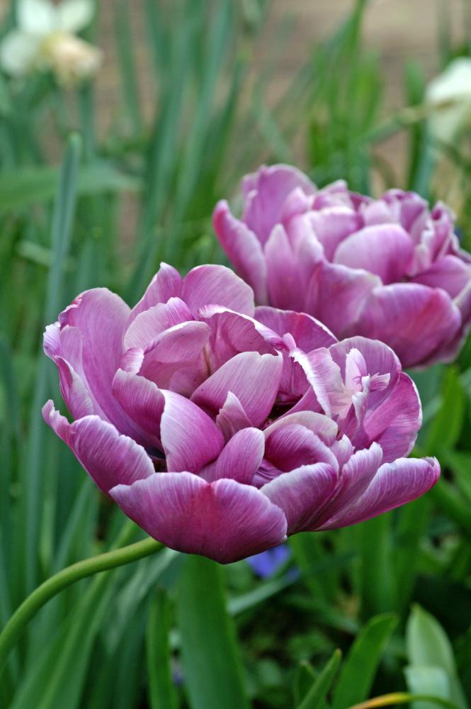 Blue Diamond tulips with large lilac‑blue double blooms on tall stems.