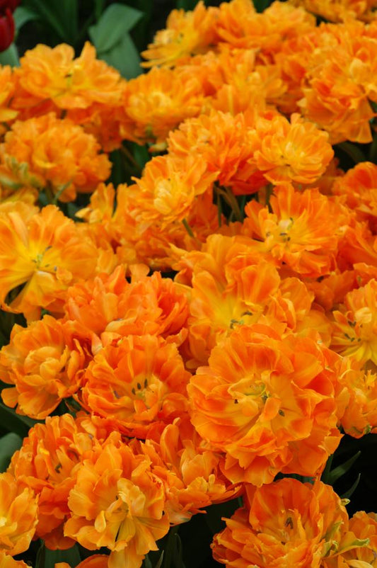 Orca double tulips with bright orange blooms on 12‑inch stems, sometimes multiple per stem, flowering early spring.