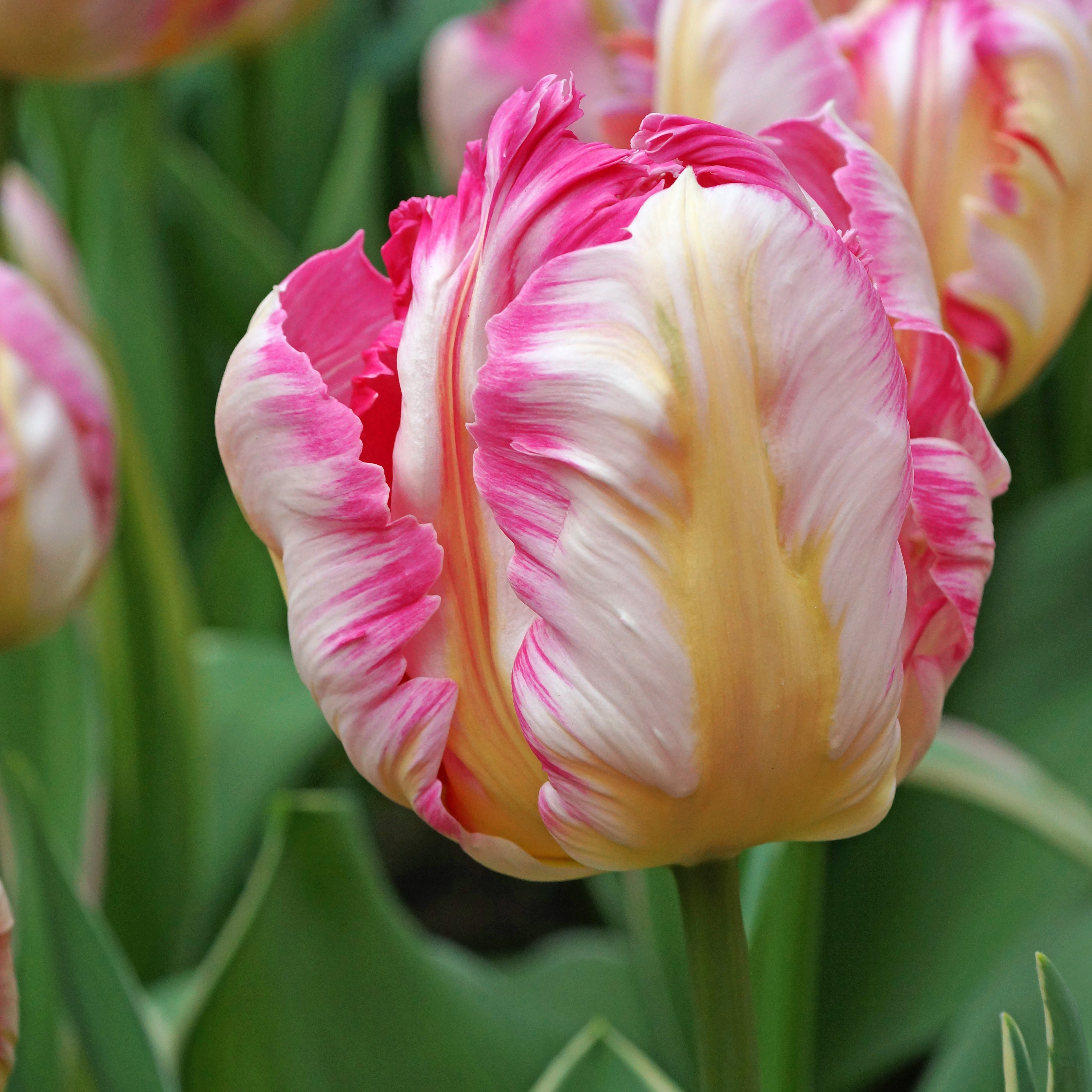 Silver Parrot tulip with large crinkled and fringed white and fuchsia-pink blossoms, blooming in late spring on sturdy 18-inch stems.