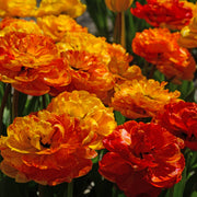 Sun Lover tulip with vibrant golden-yellow double blooms featuring light red brush marks, maturing to orange-red, blooming in mid-spring.
