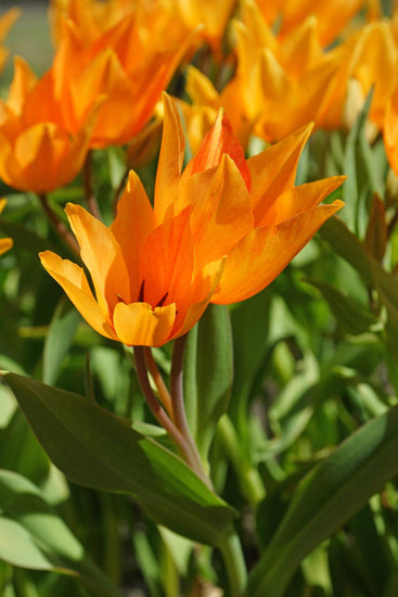 Praestans Shogun tulips with multiple sunny orange blooms featuring red streaks on compact 6‑inch stems, flowering in early spring.