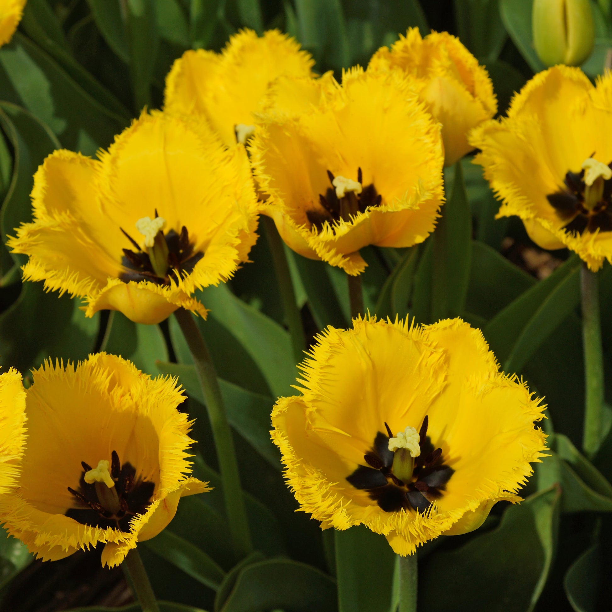 Crystal Star tulip displaying vibrant golden-yellow petals with distinctive fringed edges, blooming in mid to late spring.