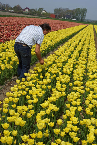 World Friendship tulips with pale lemon‑yellow blooms on sturdy 18‑inch stems, flowering in mid‑spring.
