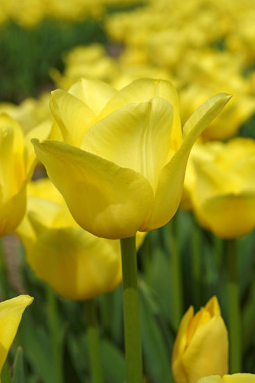 World Friendship tulips with pale lemon‑yellow blooms on sturdy 18‑inch stems, flowering in mid‑spring.