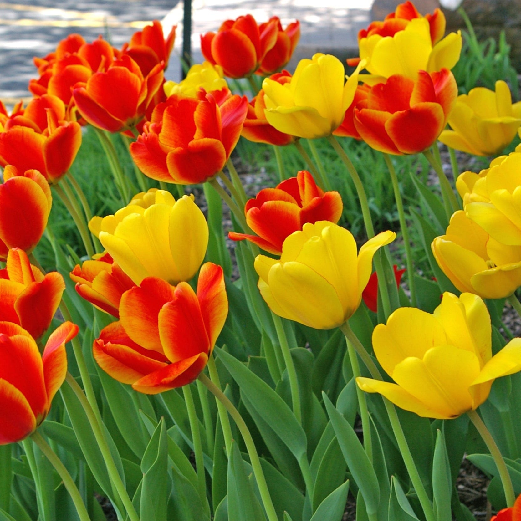 Golden Embers Tulip Blend with golden yellow and bi-colored Darwin Hybrid tulips, 22 inches tall, blooming in mid-spring.