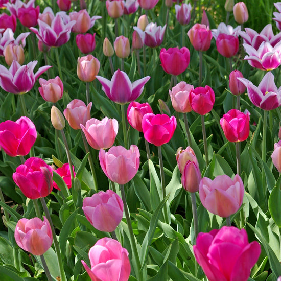 Spring Time Dance Tulip Blend featuring a mix of pink, mauve, and purple tulips, 16 to 20 inches tall, blooming from mid to late spring.