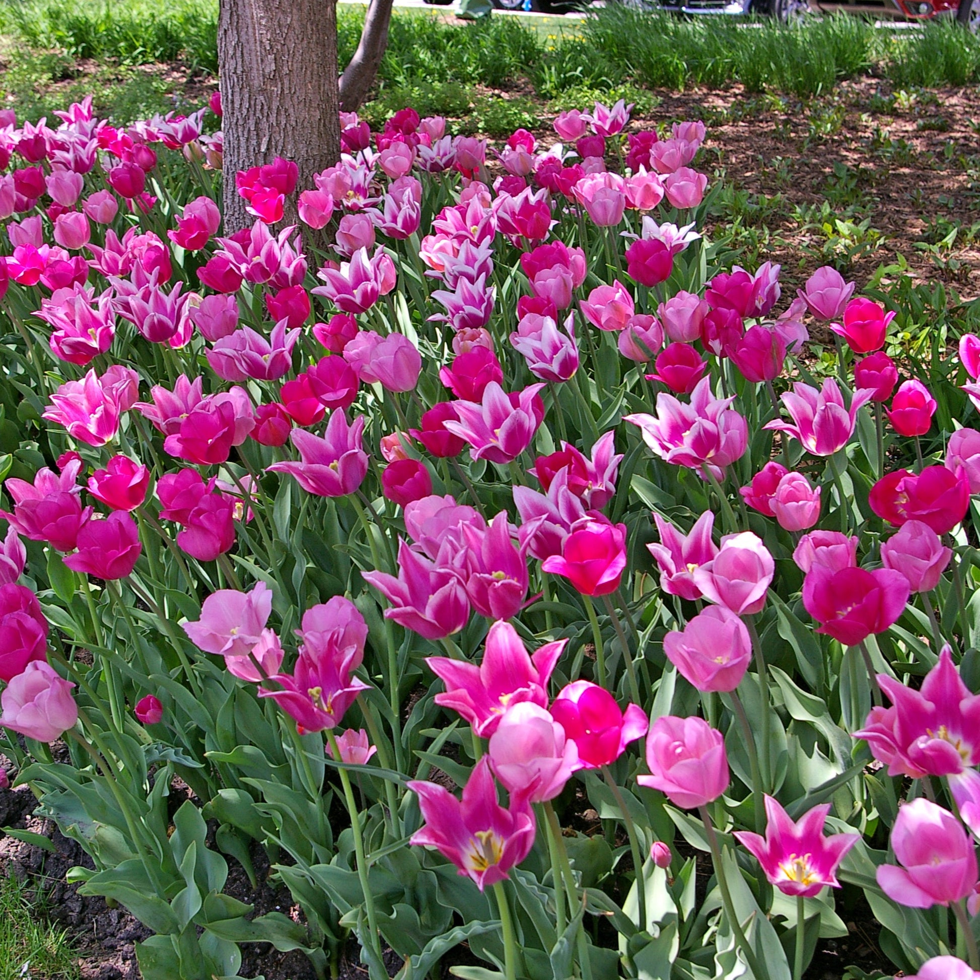 Spring Time Dance Tulip Blend featuring a mix of pink, mauve, and purple tulips, 16 to 20 inches tall, blooming from mid to late spring.