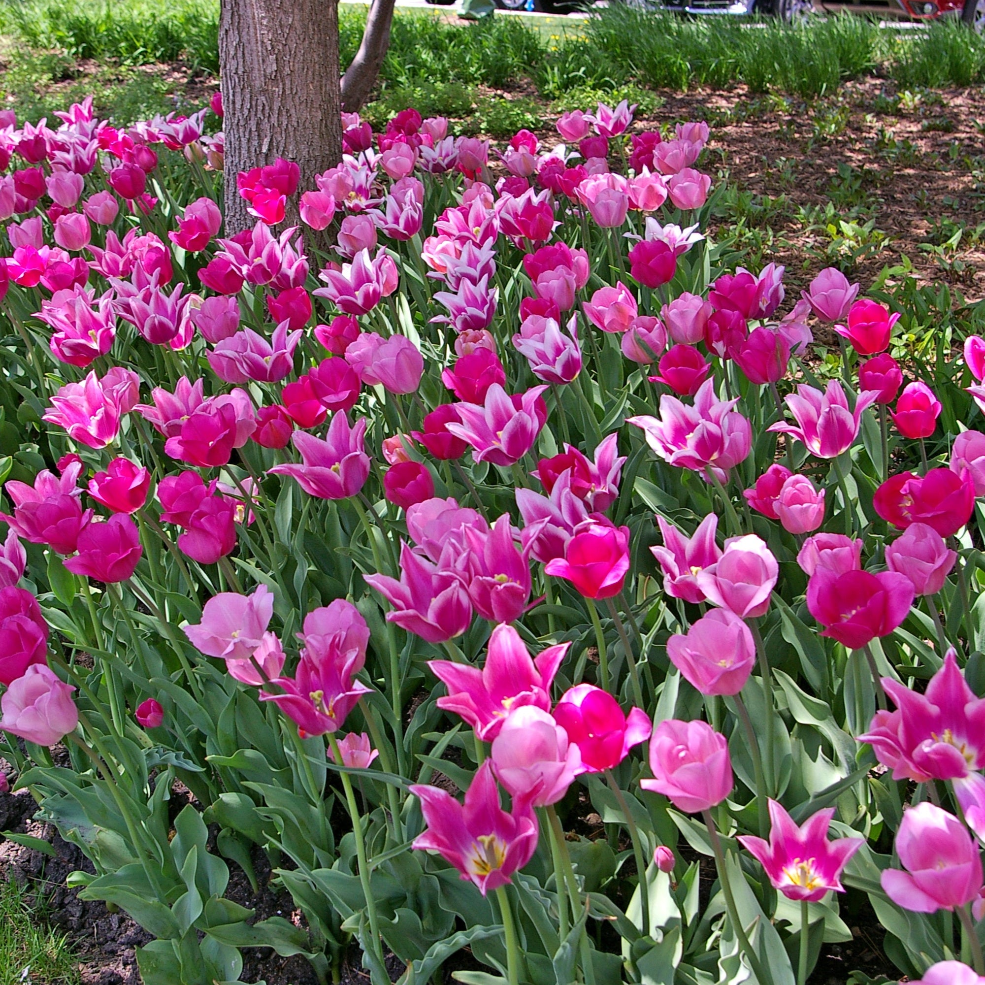 Spring Time Dance Tulip Blend featuring a mix of pink, mauve, and purple tulips, 16 to 20 inches tall, blooming from mid to late spring.