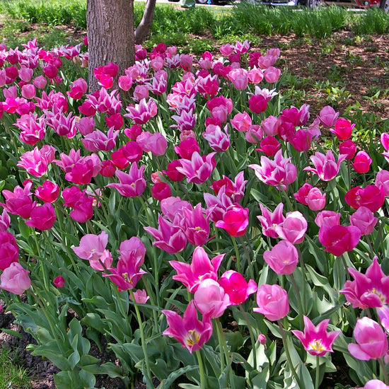 Spring Time Dance Tulip Blend featuring a mix of pink, mauve, and purple tulips, 16 to 20 inches tall, blooming from mid to late spring.