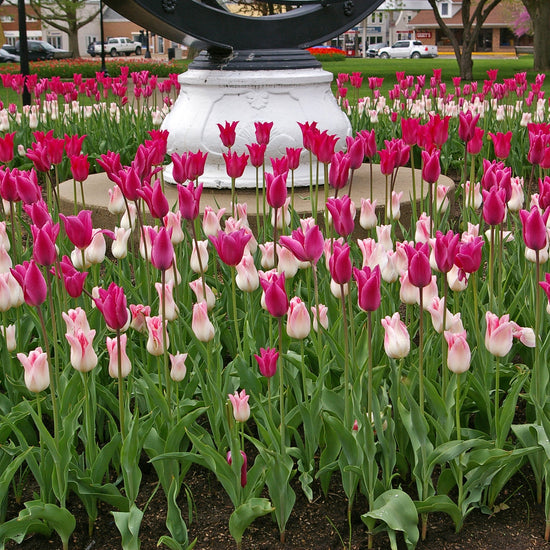 Chic Lady Tulip Blend featuring lily-flowering tulips, including the Maggie Daley variety, blooming mid to late spring at 20 inches tall.