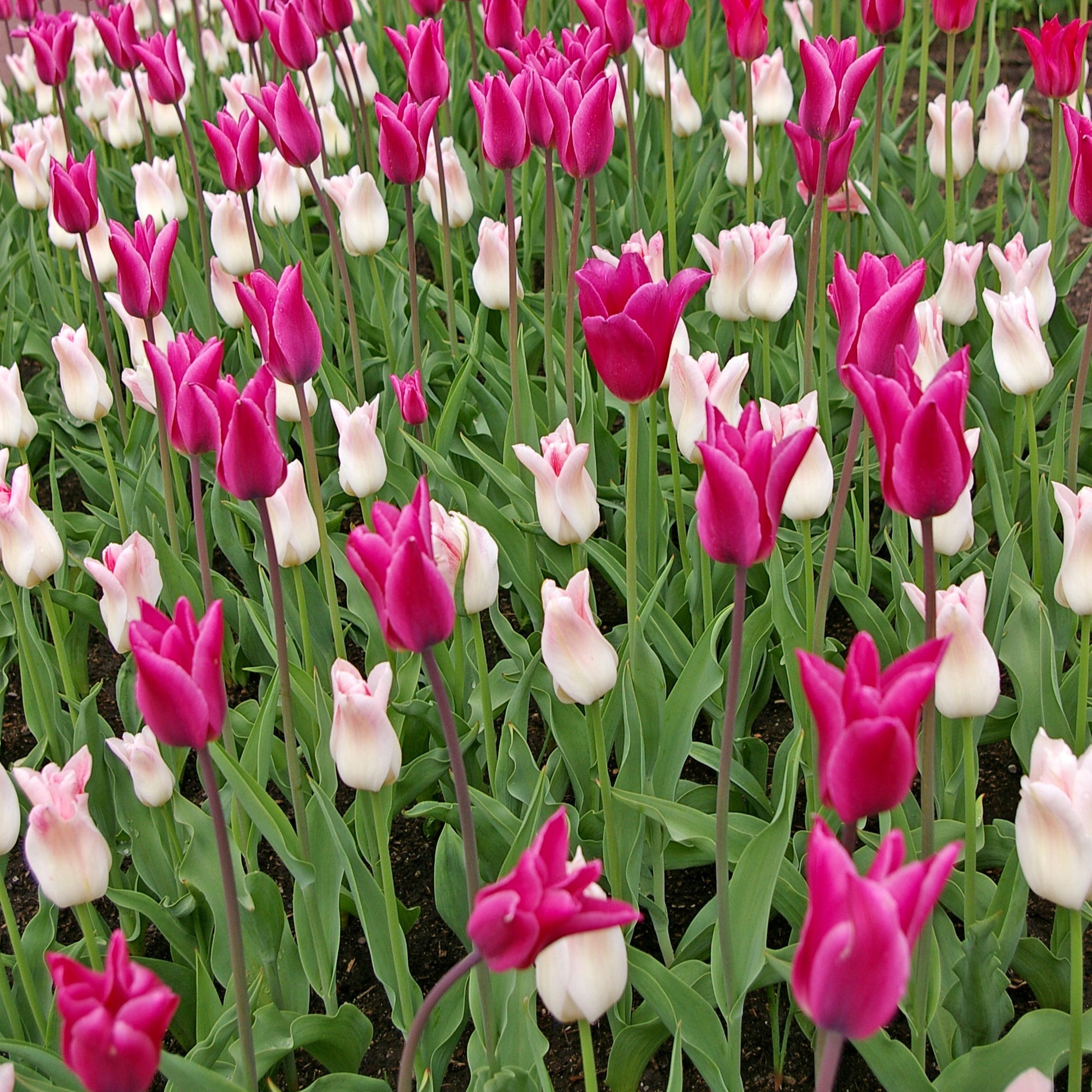 Chic Lady Tulip Blend featuring lily-flowering tulips, including the Maggie Daley variety, blooming mid to late spring at 20 inches tall.
