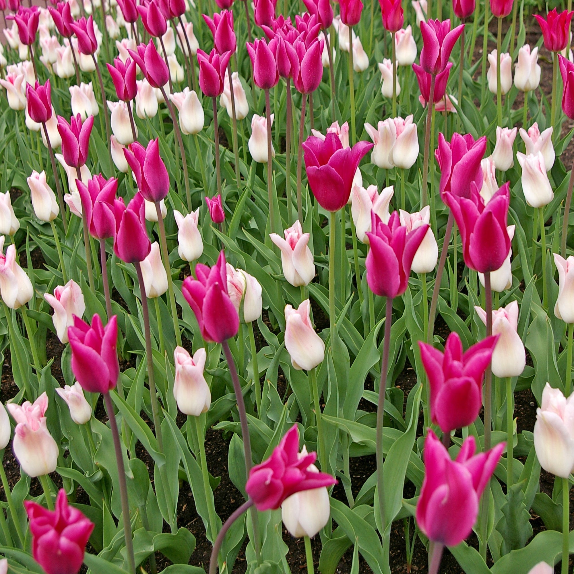 Chic Lady Tulip Blend featuring lily-flowering tulips, including the Maggie Daley variety, blooming mid to late spring at 20 inches tall.