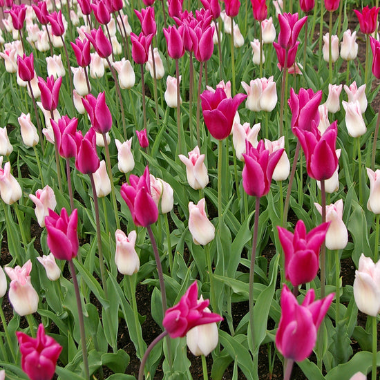 Chic Lady Tulip Blend featuring lily-flowering tulips, including the Maggie Daley variety, blooming mid to late spring at 20 inches tall.