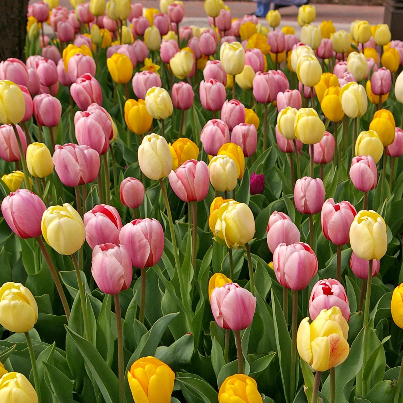 Peeps Tulip Blend featuring delicate pink and yellow tulips, 22 inches tall, blooming in mid-spring.