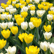 Sunflower Tulip Blend featuring vibrant yellow tulips, 16 inches tall, blooming from early to mid-spring.