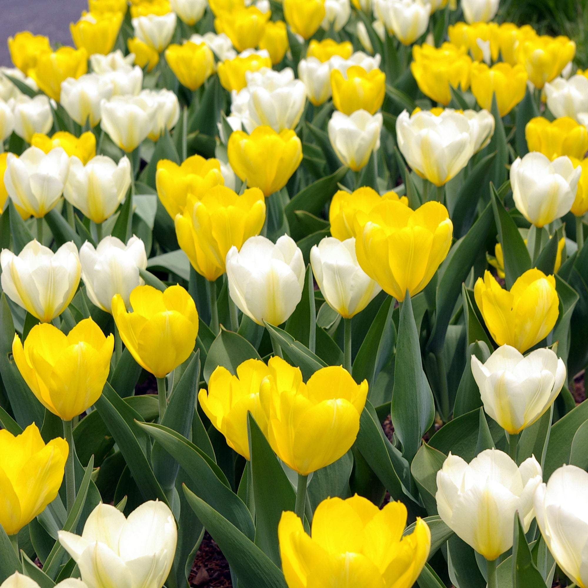 Sunflower Tulip Blend featuring vibrant yellow tulips, 16 inches tall, blooming from early to mid-spring.
