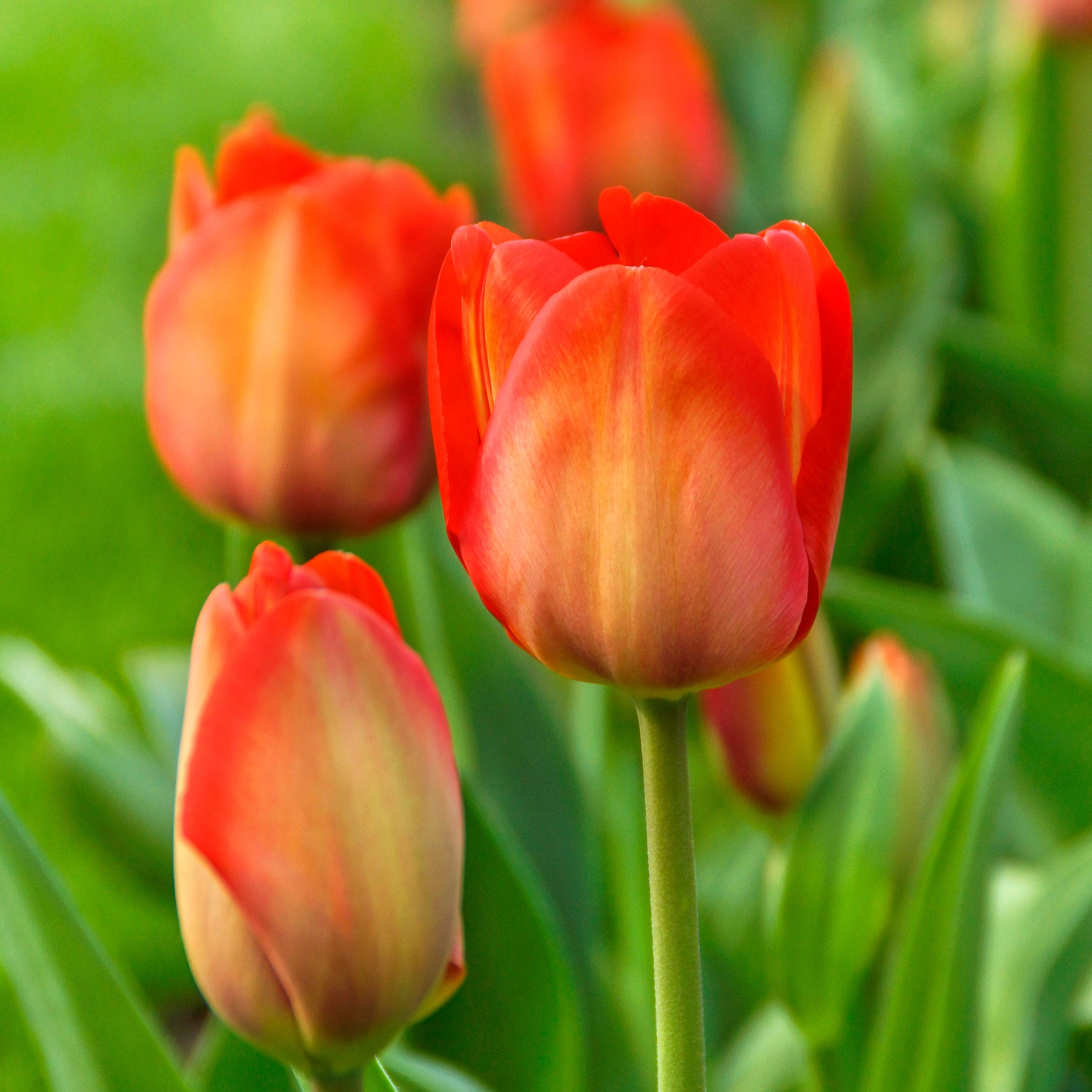 Orange Van Eijk tulip displaying large blooms with a harmonious blend of orange, pink, and red hues on sturdy stems.
