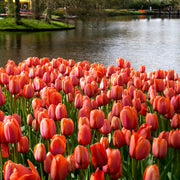 Orange Van Eijk tulip displaying large blooms with a harmonious blend of orange, pink, and red hues on sturdy stems.