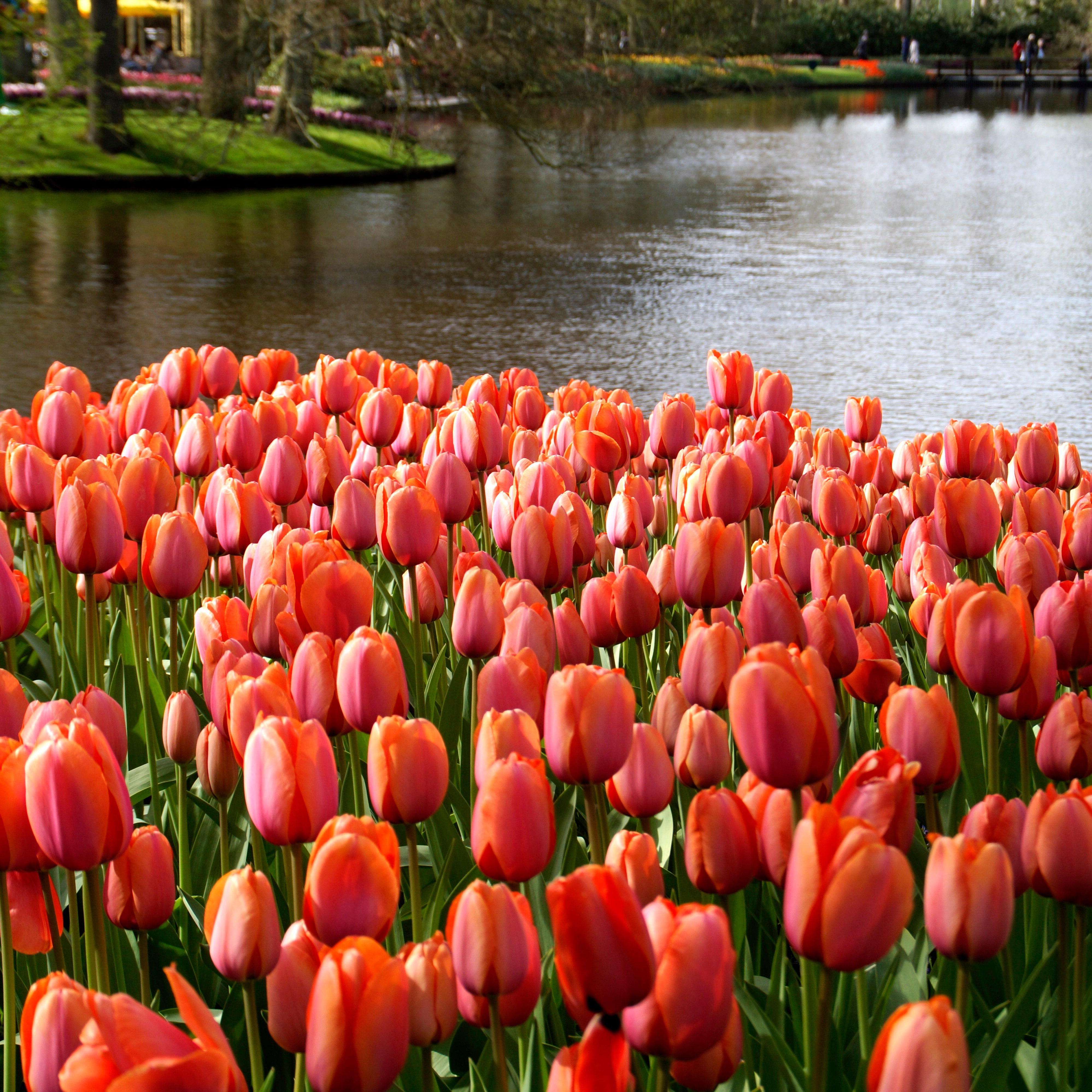 Orange Van Eijk tulip displaying large blooms with a harmonious blend of orange, pink, and red hues on sturdy stems.