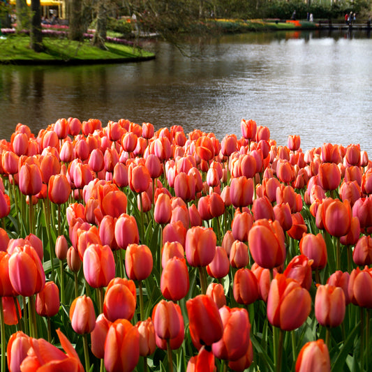 Orange Van Eijk tulip displaying large blooms with a harmonious blend of orange, pink, and red hues on sturdy stems.