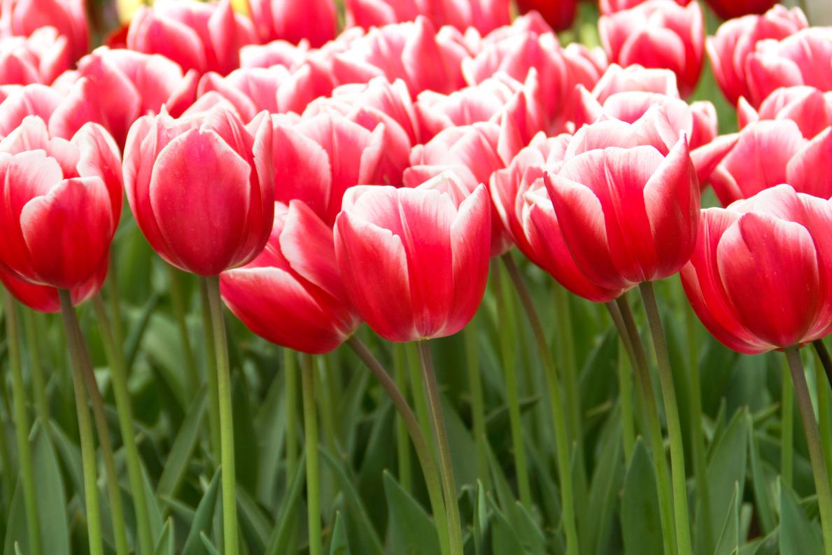 Timeless tulips with magenta‑red blooms and white petal edges on 18‑inch stems.