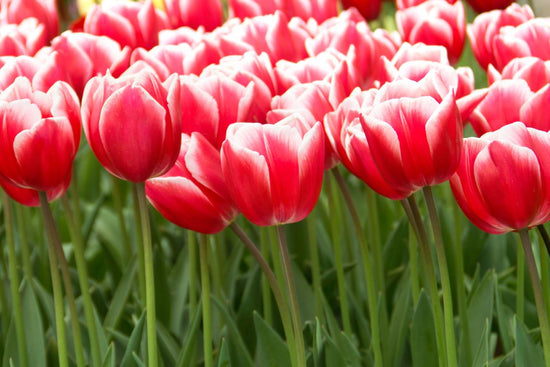 Timeless tulips with magenta‑red blooms and white petal edges on 18‑inch stems.