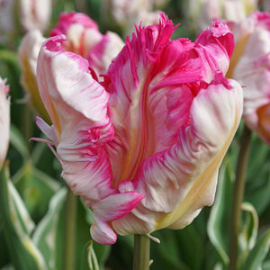 Silver Parrot tulip with large crinkled and fringed white and fuchsia-pink blossoms, blooming in late spring on sturdy 18-inch stems.
