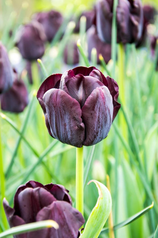 Paul Scherer Tulips offer near‑black late‑spring blooms on strong 18‑inch stems. A dramatic Single Late variety for fall planting.