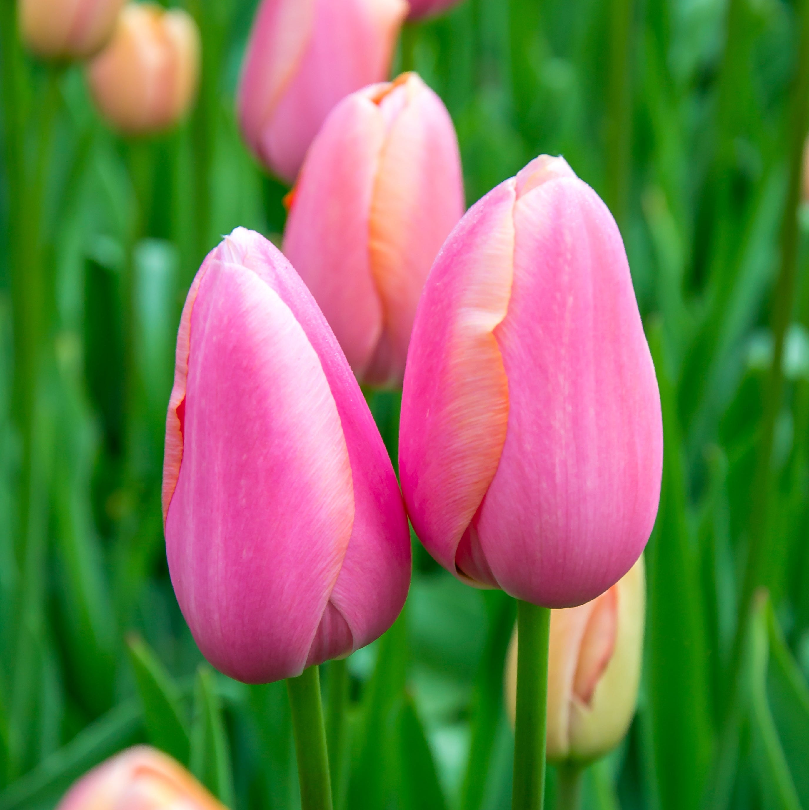 Menton tulip displaying large, soft peach-colored petals with a hint of apricot, blooming in late spring.