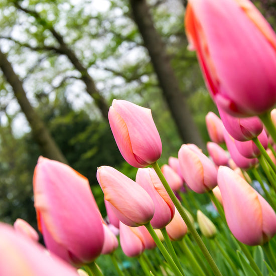 Menton tulip displaying large, soft peach-colored petals with a hint of apricot, blooming in late spring.