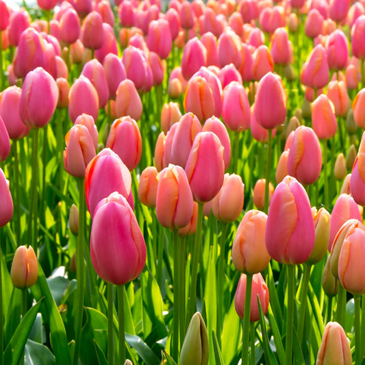 Menton tulip displaying large, soft peach-colored petals with a hint of apricot, blooming in late spring.