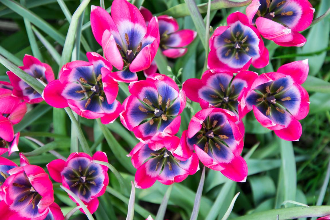 Little Beauty miniature tulips with hot pink star‑shaped blooms and a vivid blue‑and‑white center, blooming in early spring.
