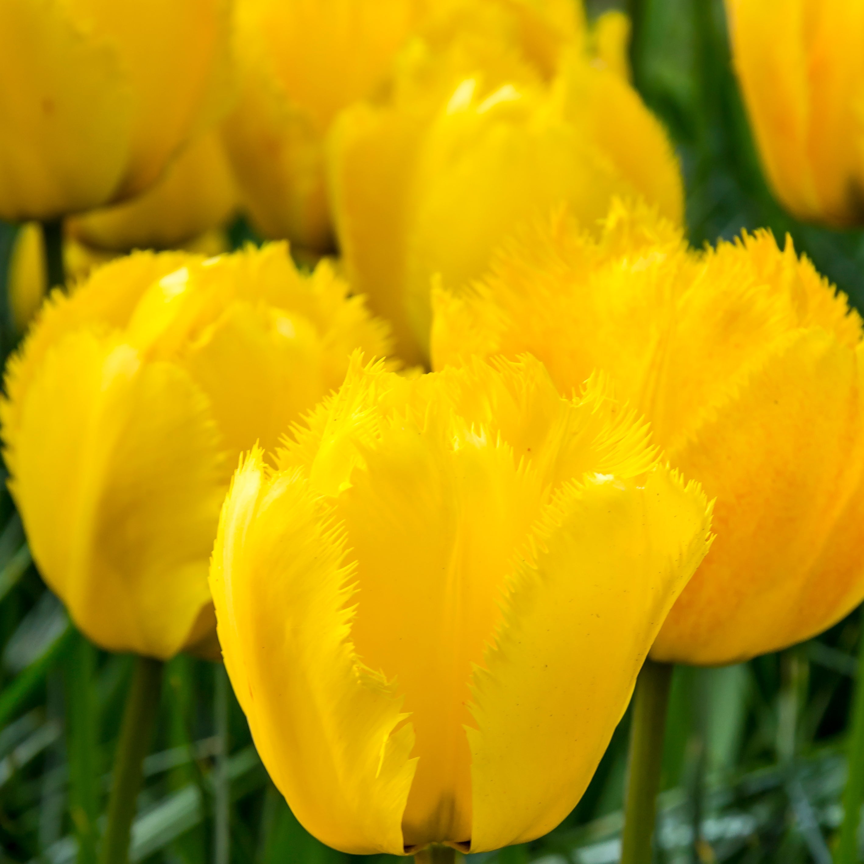 Crystal Star tulip displaying vibrant golden-yellow petals with distinctive fringed edges, blooming in mid to late spring.