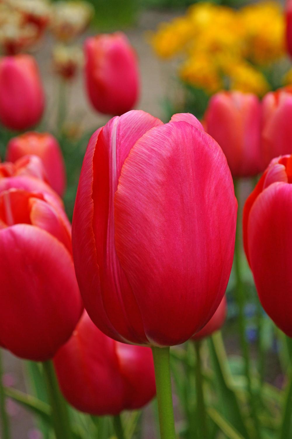 Swarovski tulips with fuchsia‑red blooms and white bases on tall 24‑inch stems.