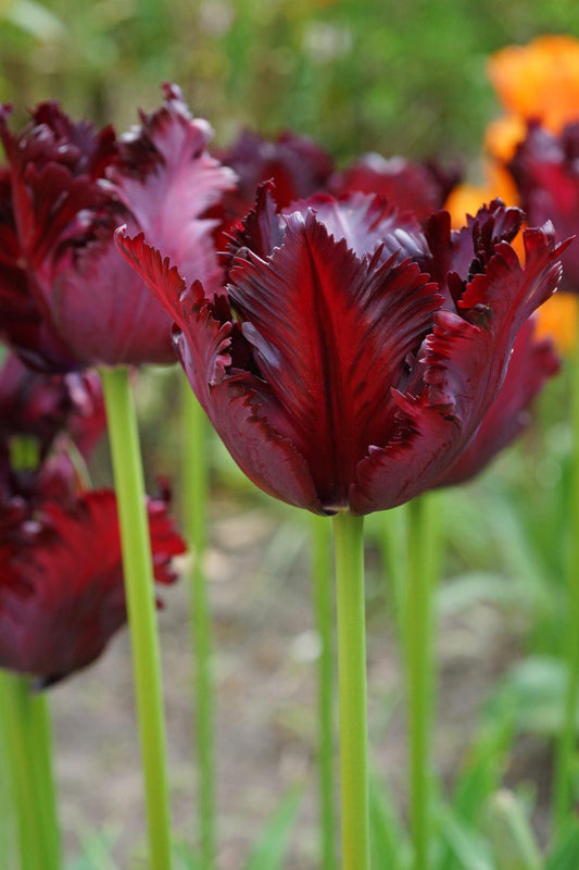 Black Parrot tulips with dark purple‑black fringed blooms on 20‑inch stems.