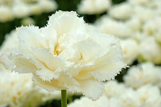 Snow Crystal tulips with pristine white double blooms and serrated petal edges on compact 12‑inch stems, flowering in late spring.