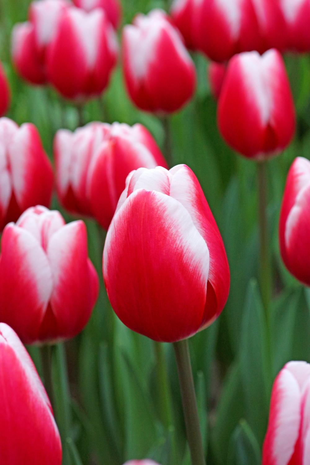 Timeless tulips with magenta‑red blooms and white petal edges on 18‑inch stems.