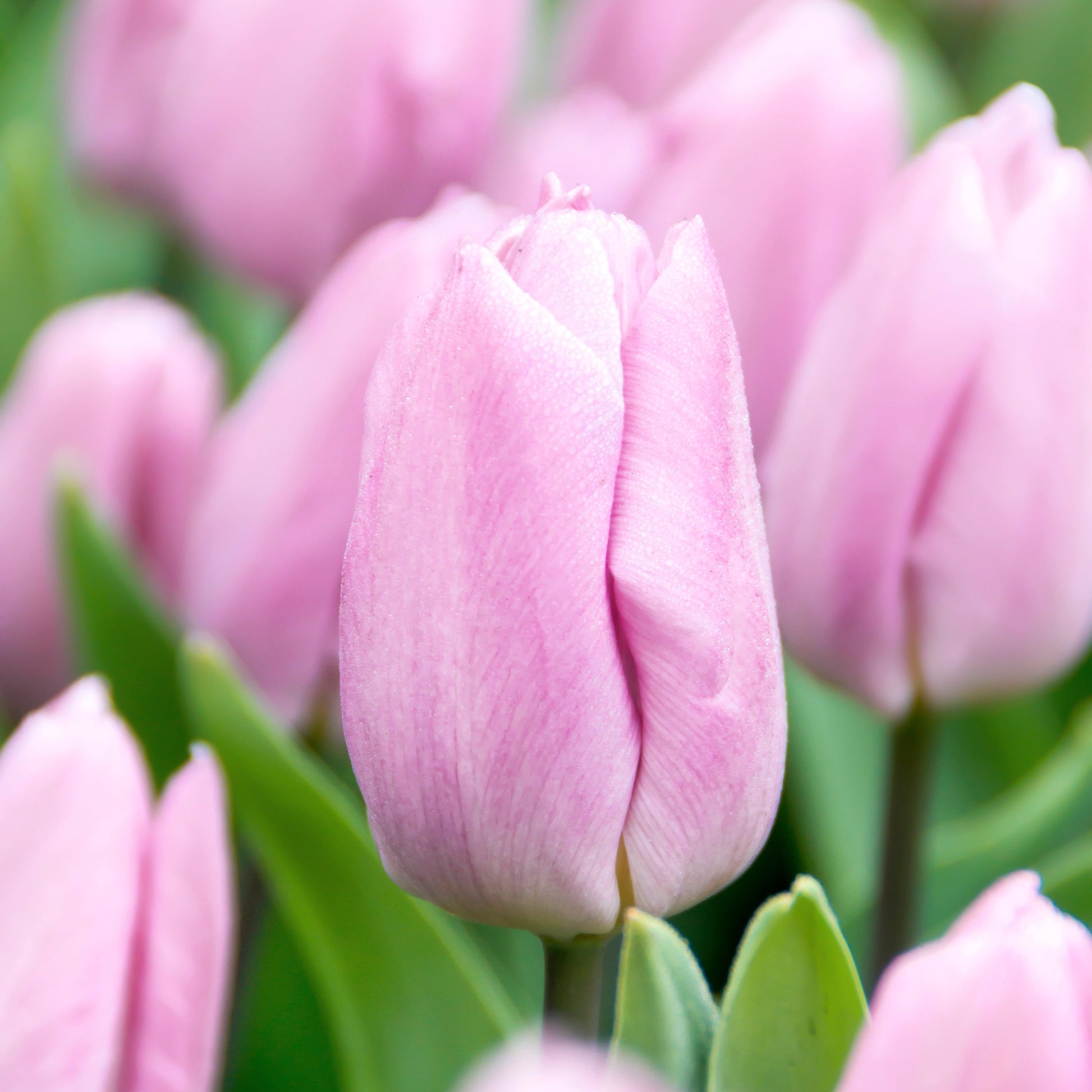 Candy Prince tulip displaying soft lilac petals with a subtle lavender glow, complemented by silvery-green foliage.