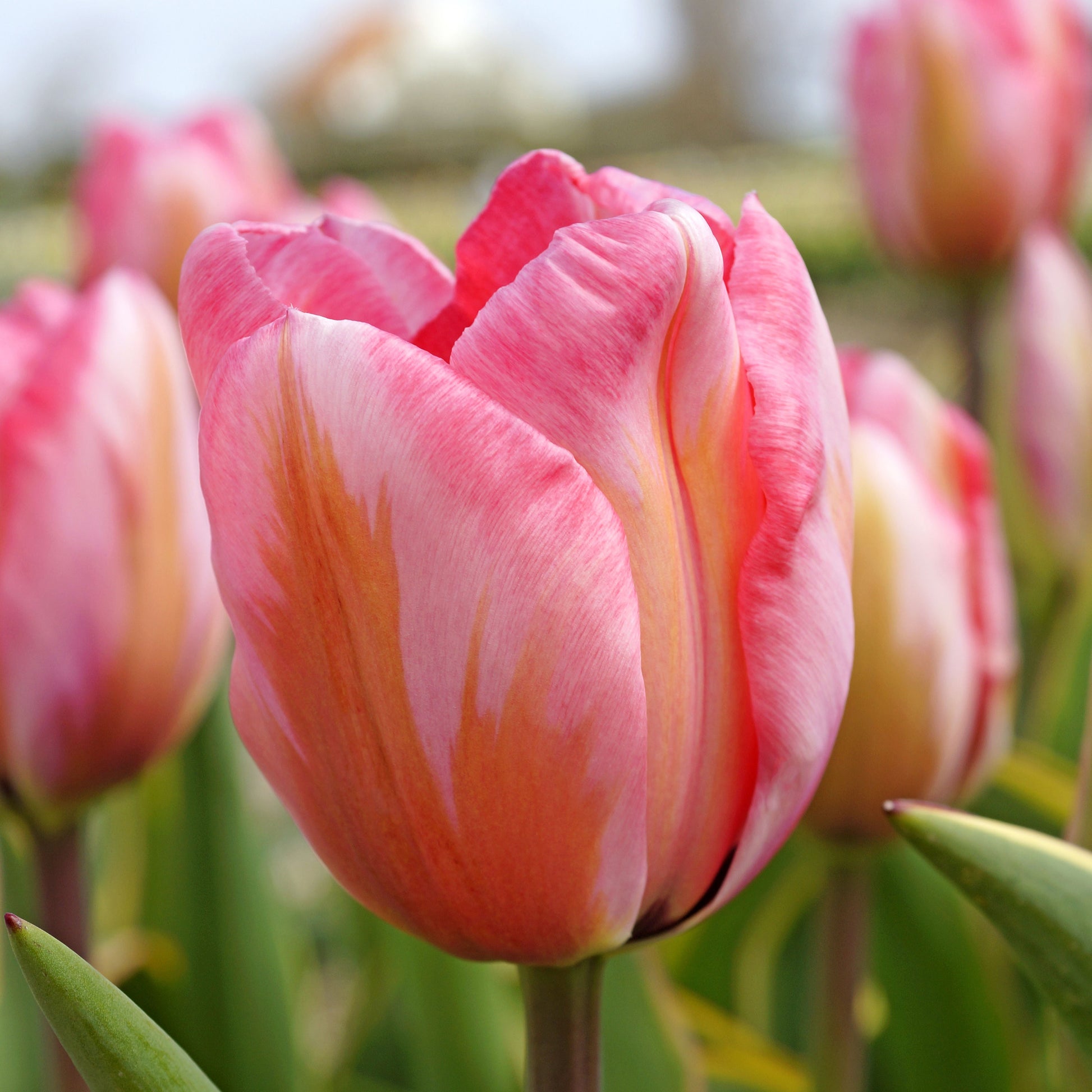 Pink Impression tulip displaying large, soft pink petals with a black base edged in yellow, blooming in mid-spring.