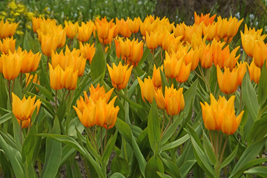 Praestans Shogun tulips with multiple sunny orange blooms featuring red streaks on compact 6‑inch stems, flowering in early spring.