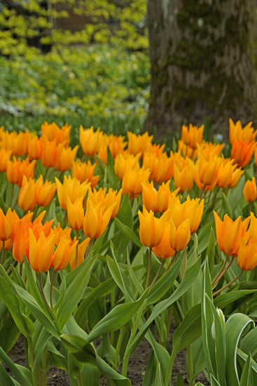Praestans Shogun tulips with multiple sunny orange blooms featuring red streaks on compact 6‑inch stems, flowering in early spring.