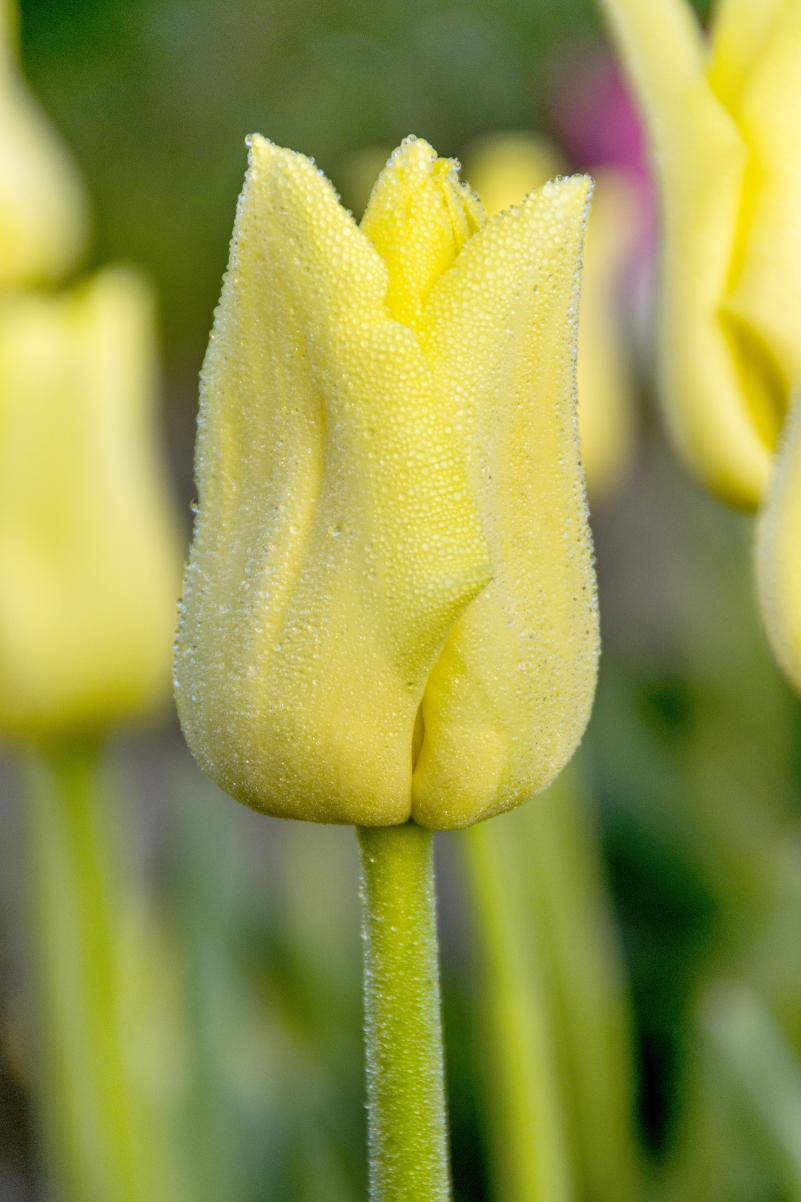 World Friendship tulips with pale lemon‑yellow blooms on sturdy 18‑inch stems, flowering in mid‑spring.