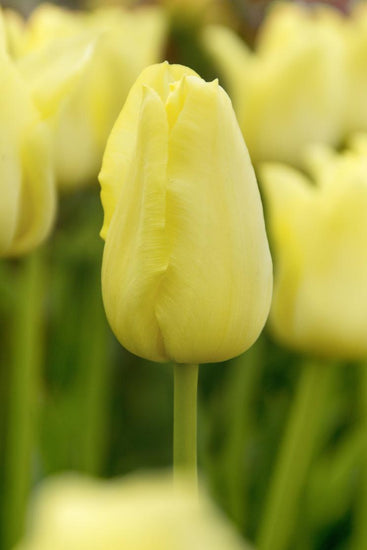 World Friendship tulips with pale lemon‑yellow blooms on sturdy 18‑inch stems, flowering in mid‑spring.
