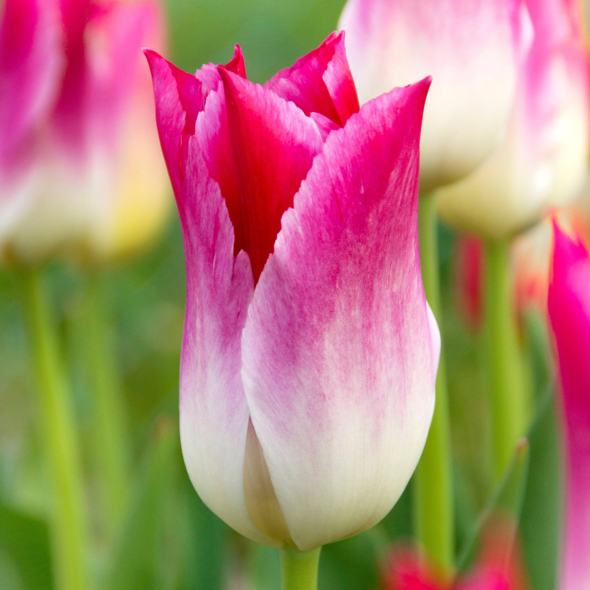 Whispering Dream tulip with huge two-toned pink and ivory white lily-shaped blooms, blooming in mid-spring on sturdy 18-inch stems.