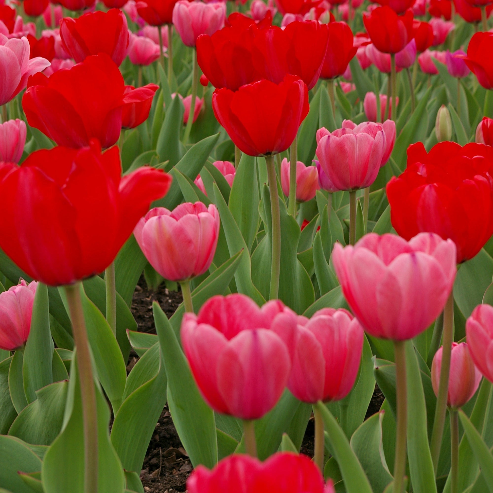 From Paris with Love Tulip Blend featuring pink and red tulips, 22 inches tall, blooming in mid-spring.