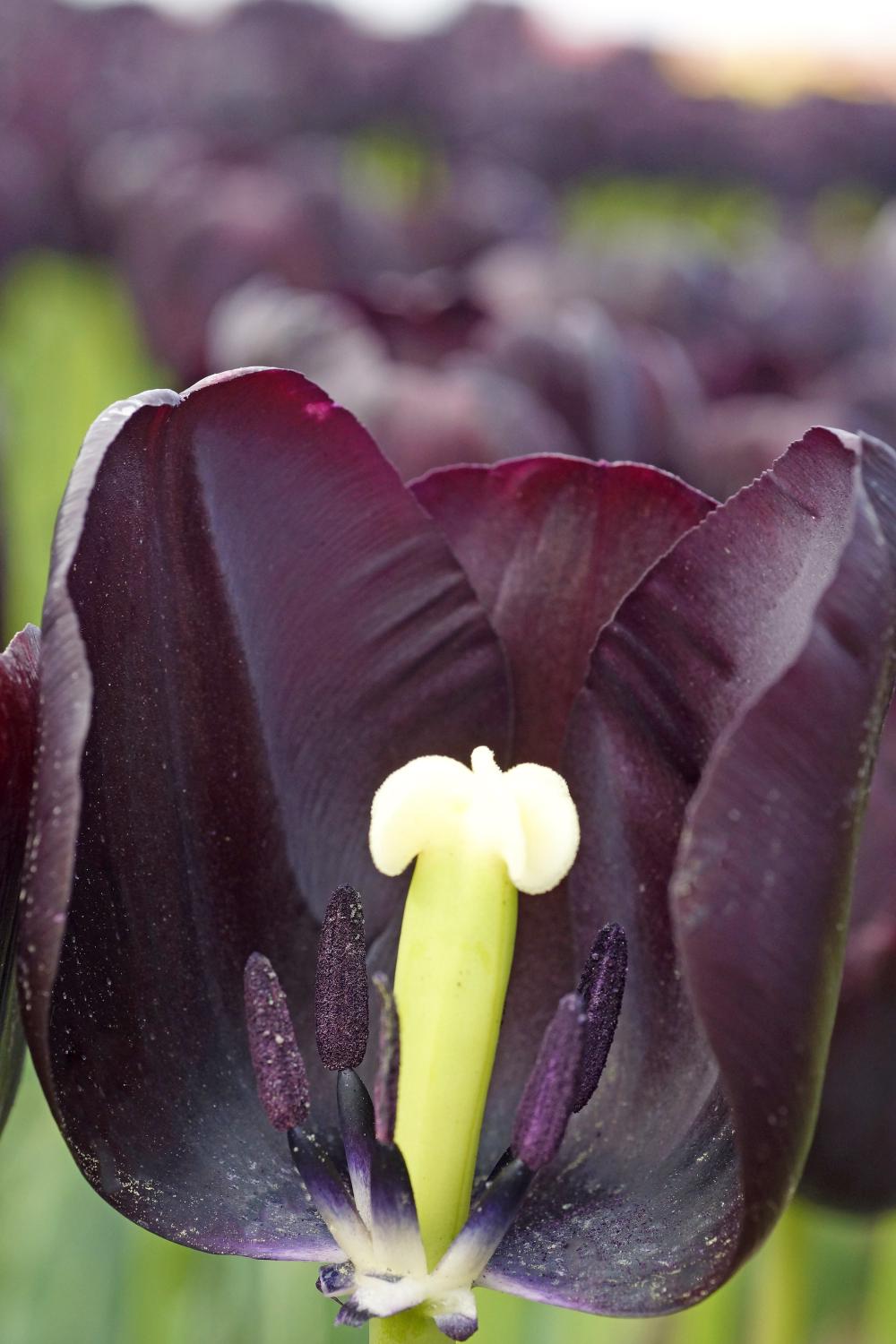 Paul Scherer Tulips offer near‑black late‑spring blooms on strong 18‑inch stems. A dramatic Single Late variety for fall planting.